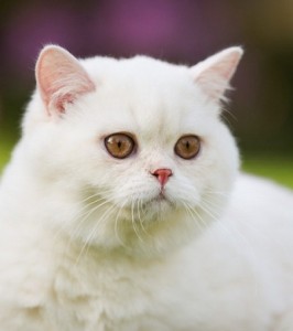 Белые британцы: фото британских белых котов, кошек, котят  